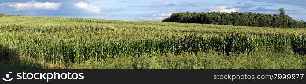 Panorama of green corn field in France