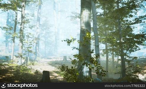 panorama of green forest at cold foggy morning