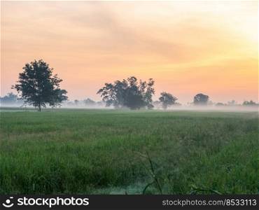 panorama of green rice field with morning sky and mist over the field