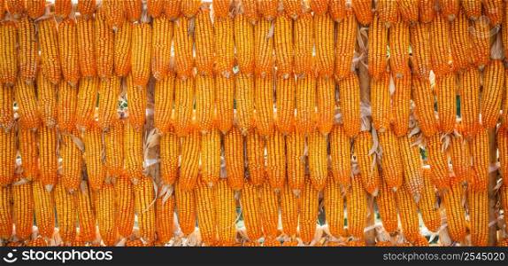 Panorama of group corn dry for harvest background texture