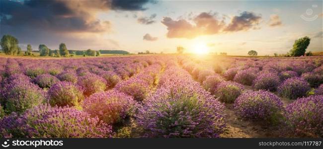 Panorama of lavender flower field in full bloom, dramatic sunset sky.. Panorama of lavender flower field at sunset