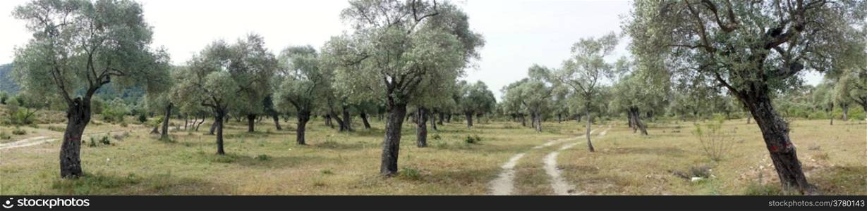 Panorama of orchard with olive trees in Turkey