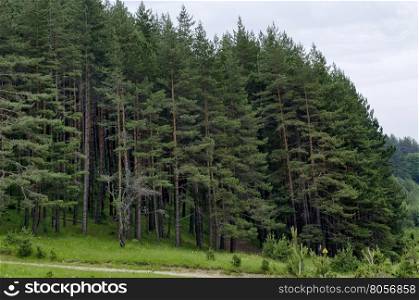 Panorama of path and green coniferous forest, Vitosha mountain, Bulgaria