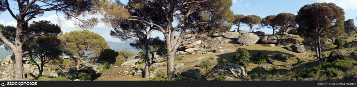 Panorama of rocks and umbrella pine tree forest in Turkey