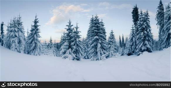 Panorama of snowy woods