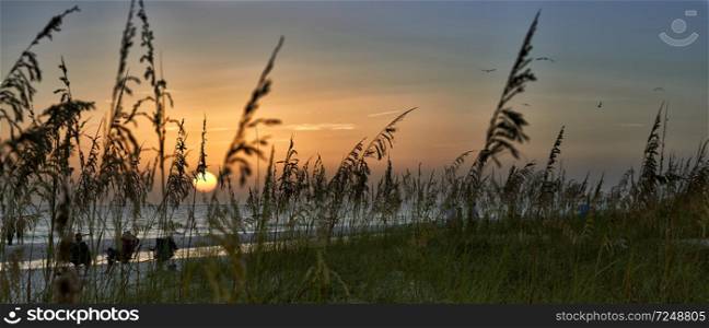 Panorama of sunset through reeds on beach,Anna Maria Island,Florida