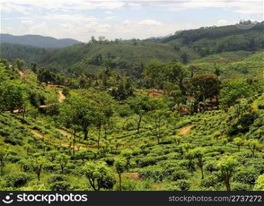 Panorama of tea plantaition in Sri Lanka in the sunshine day