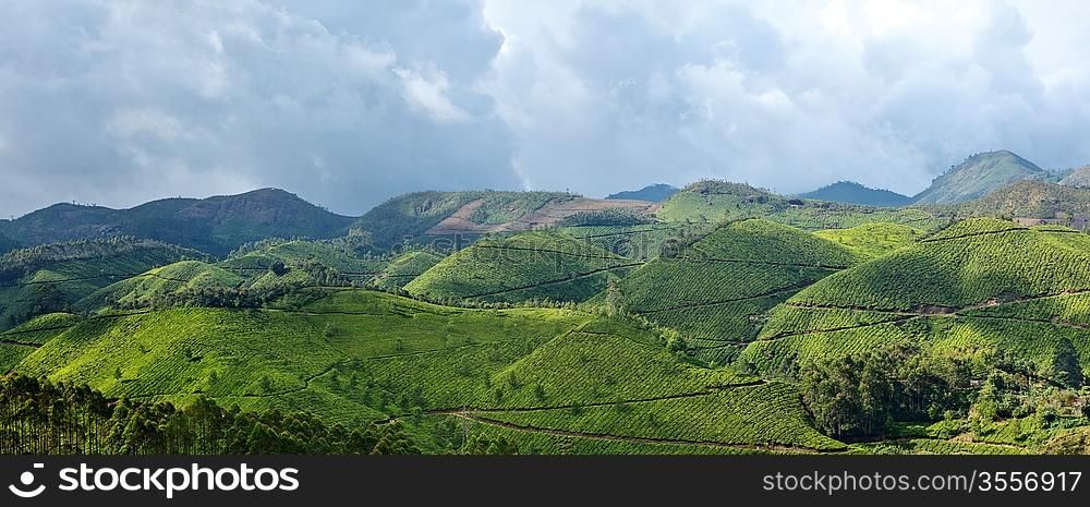 Panorama of tea plantations. Munnar, Kerala, India