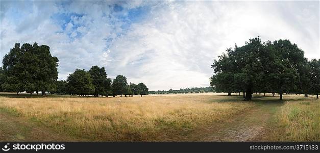 Panorama of trees and blue Summer sky in park landscape