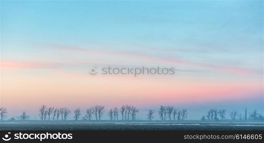 Panorama of trees on the field with colorful sunset sky and clouds