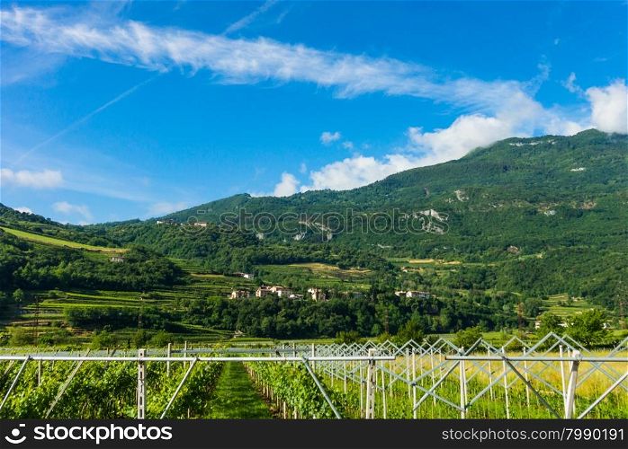 Panorama of vineyards. view of grape plantation. Vineyards landscape