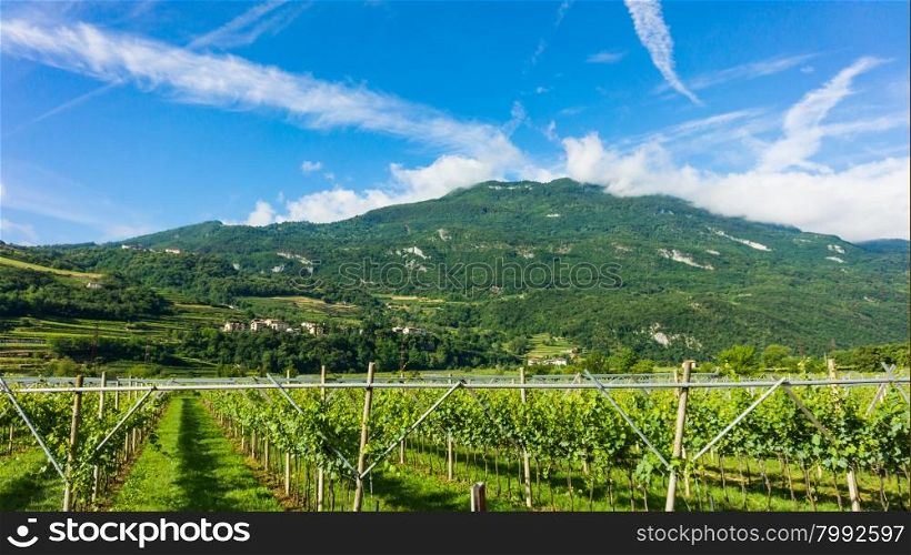 Panorama of vineyards. view of grape plantation. Vineyards landscape