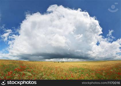 Panorama of wheat and poppy meadow. Nature panorama composition.