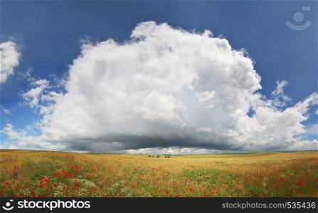 Panorama of wheat and poppy meadow. Nature panorama composition.