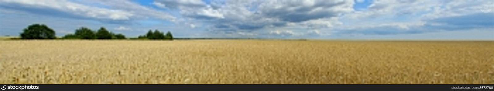 panorama of wheat field