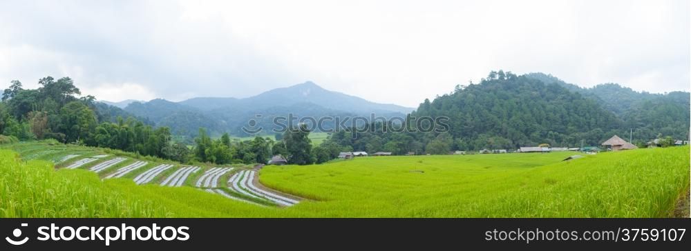 panorama rice field on mountain.Agricultural areas in the high mountains are cold.