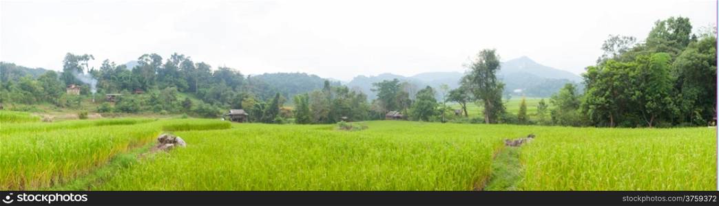 panorama rice field on mountain.agricultural in the mountain areas