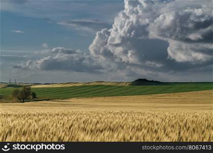 Panorama ripening wheat field. wheat field on a background of blue sky