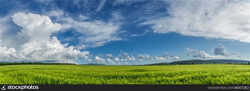 Panorama ripening wheat field. Wheat field on a background of cloudy sky.