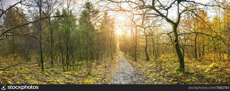 Panorama scenery with a trail going through a colorful forest in the fall