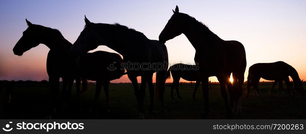 panorama silhouette of horses in meadow against colorful sky at sunset