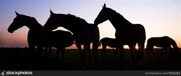 panorama silhouette of horses in meadow against colorful sky at sunset