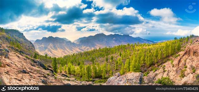 Panorama view of beautiful nature mountain landscape of Canary Island with green pine trees at foreground
