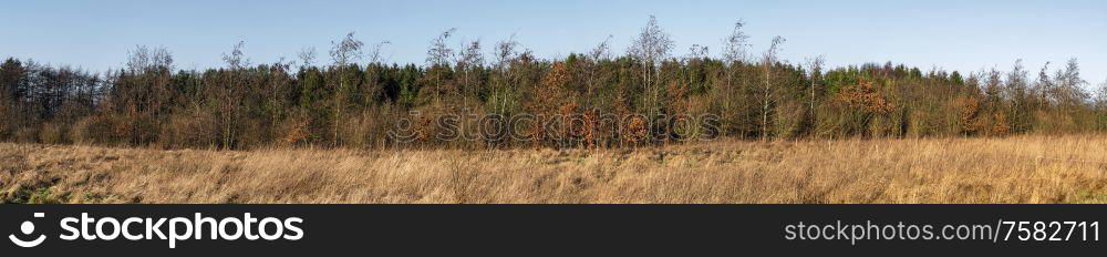 Panorama wilderness scenery with dry grass in fornt of trees with golden autumn leaves