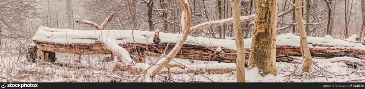 Panorama with a large tree log covered with snow in the forest