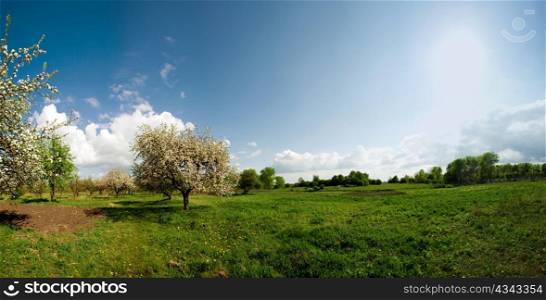 Panorama with apple orchard in blossoms and cloudy sky