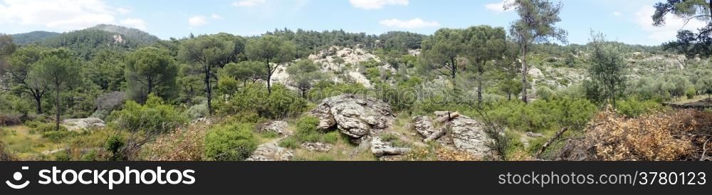 Panorama with umbrella pine trees in rural Turkey