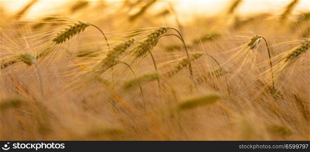 Panoramic, banner, close up of golden field of barley or wheat crops growing on a farm at sunset or sunrise