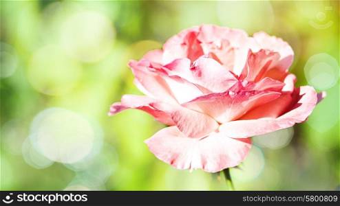 Panoramic floral backgrounds with pink flower and beauty bokeh