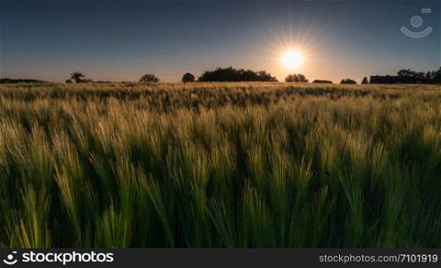 Panoramic image of a corn field during sundow at the golden hour, Germany