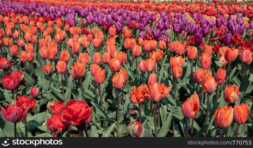 Panoramic image of a field of tulip flowers, springtime in the Netherlands