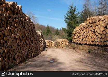 Panoramic image of footpath alongside log piles, forestry in Germany 