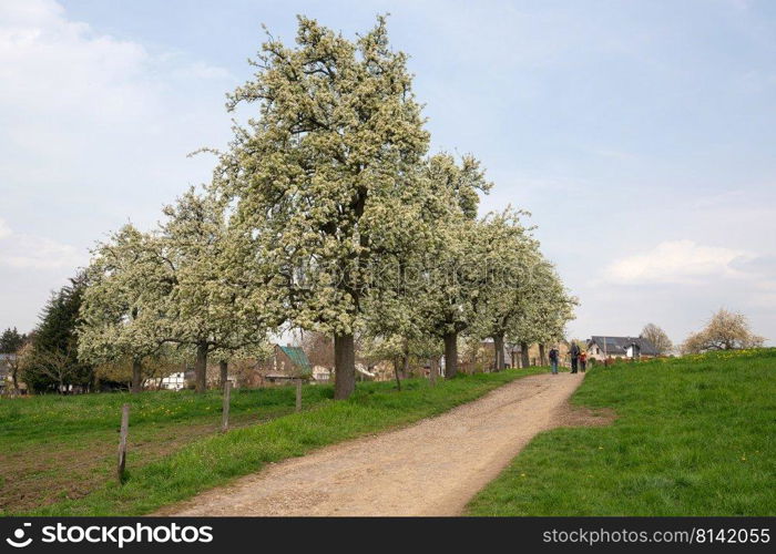 Panoramic image of meadow orchard with blossoming trees, Bergisches Land, Germany  