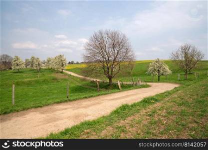 Panoramic image of meadow orchard with blossoming trees, Bergisches Land, Germany  