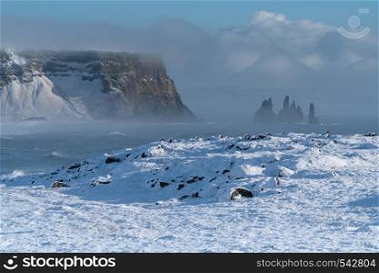 Panoramic image of the coastal landscape of Cape Dyrholaey on a winter day with snow-covered coastline, Iceland