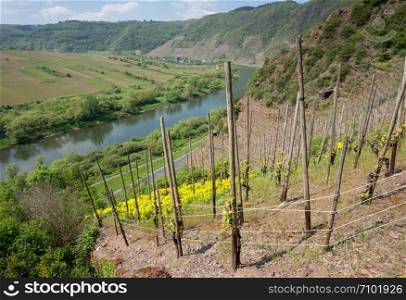 Panoramic image of the Moselle river loop close to Bremm, Germany