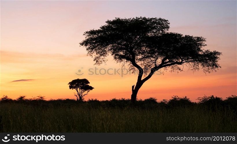 Panoramic image, sunrise at Murchison Falls National Park, Uganda