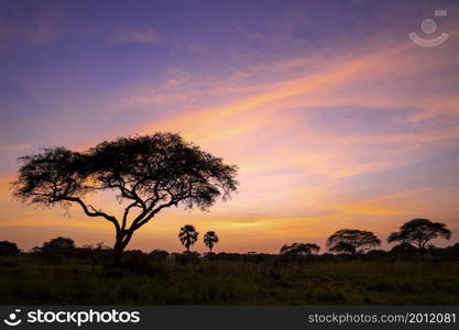 Panoramic image, sunrise at Murchison Falls National Park, Uganda