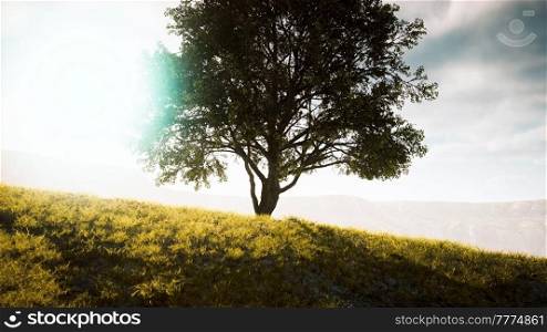 panoramic landscape with lonely tree among green hills