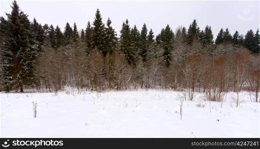 panoramic margin of a spruce forest on a winter day