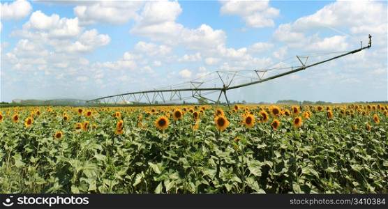 Panoramic photo of a sprinkler system in a field of sunflowers