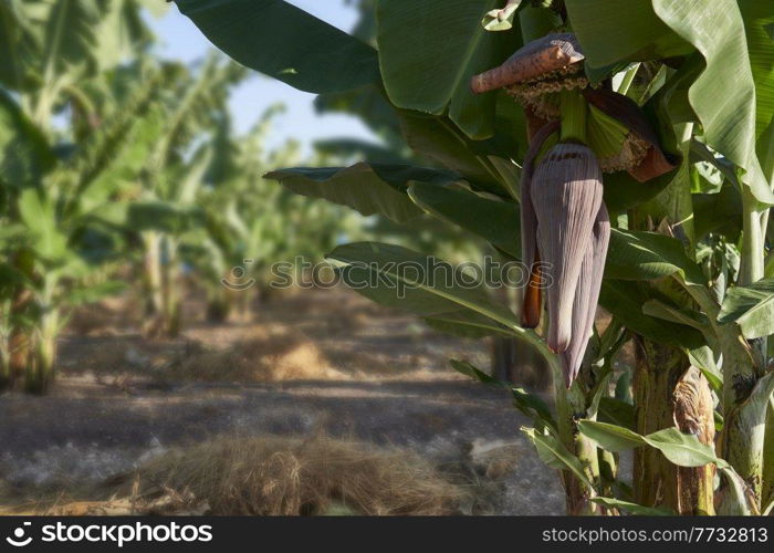 Panoramic photograph of a banana tree plantation in Cyprus with mountains in background
