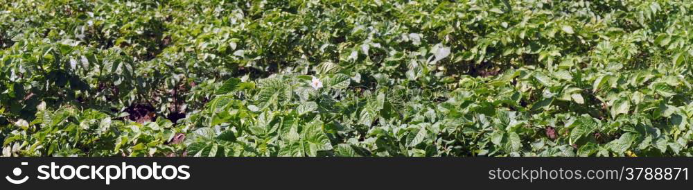 Panoramic picture - Flowering bush potatoes in the garden