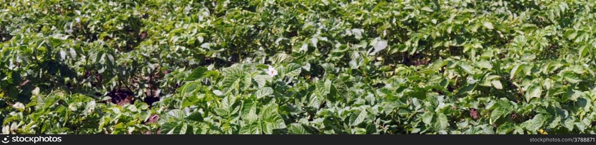 Panoramic picture - Flowering bush potatoes in the garden