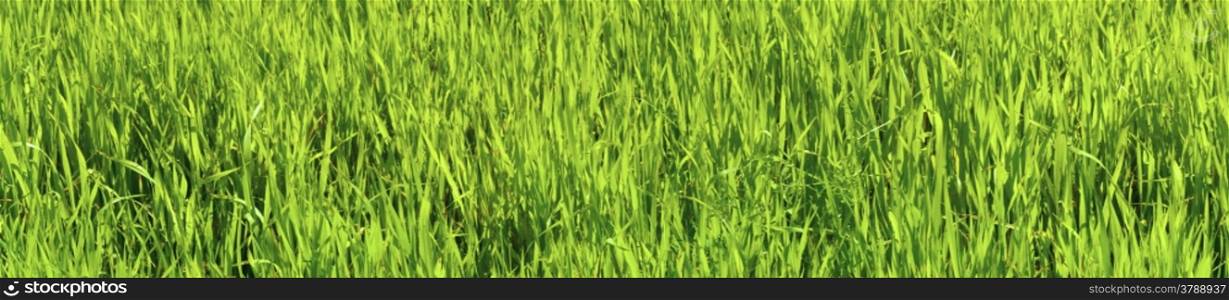 Panoramic picture - green oats