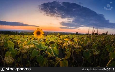 Panoramic scene of sunflower harvest field over sunset sky background. Single late, yellow flowering plant among the crop of sunflower.